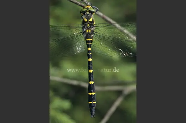 Fokus-Natur Bild