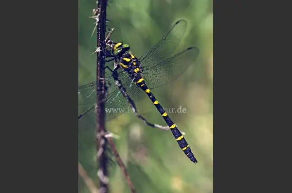 Fokus-Natur Bild