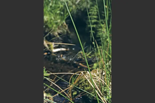 Fokus-Natur Bild