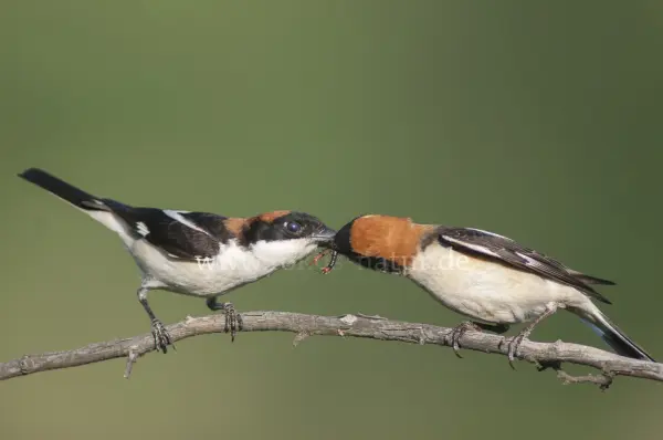 Fokus-Natur Bild