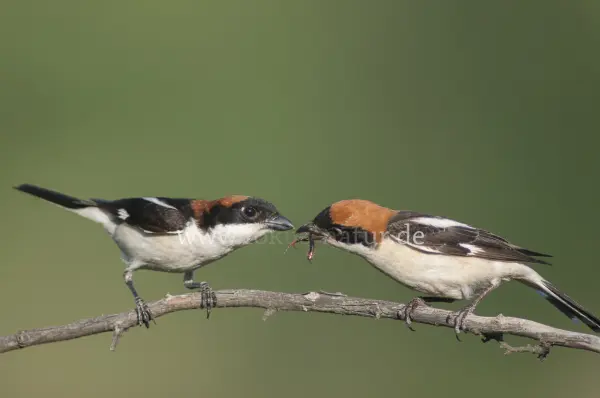 Fokus-Natur Bild