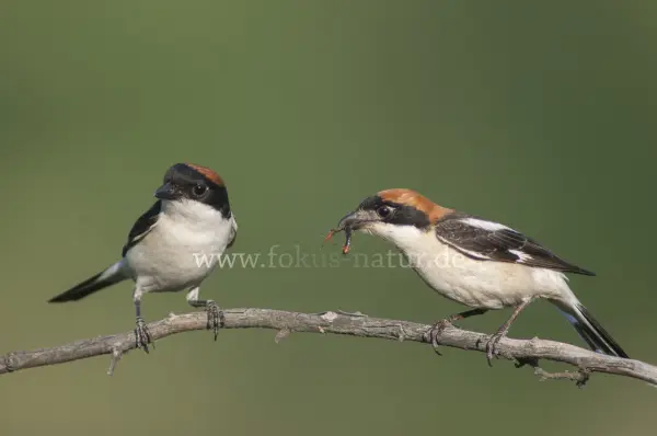 Fokus-Natur Bild