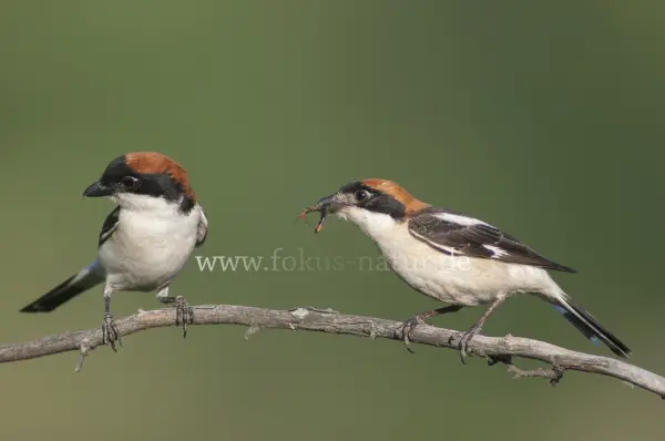 Fokus-Natur Bild