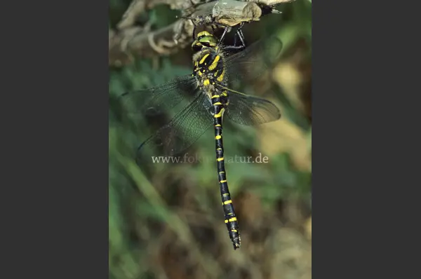 Fokus-Natur Bild