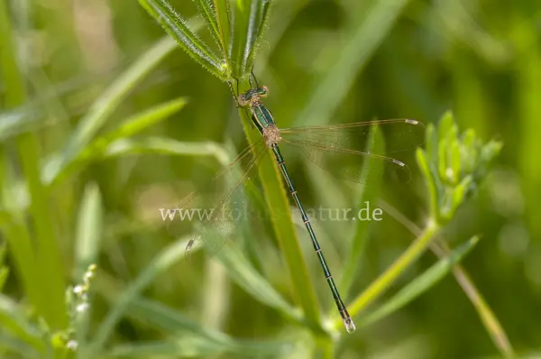 Fokus-Natur Bild