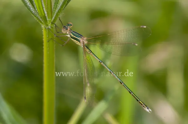 Fokus-Natur Bild