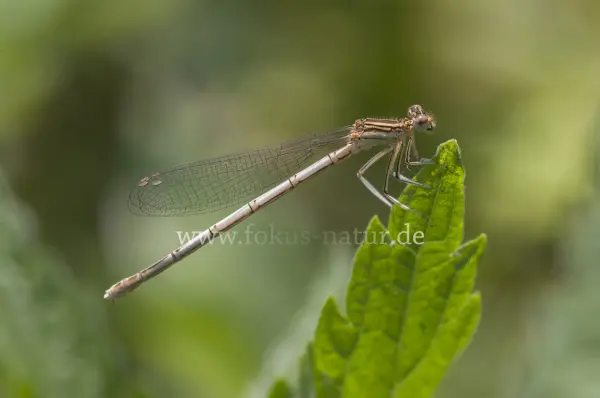 Fokus-Natur Bild