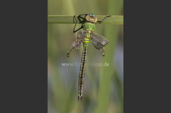 Fokus-Natur Bild