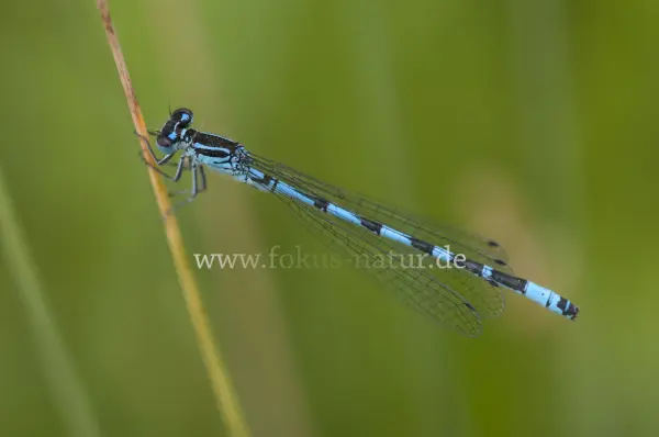 Fokus-Natur Bild
