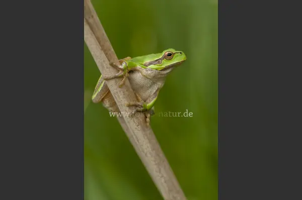 Fokus-Natur Bild