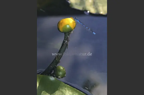 Fokus-Natur Bild