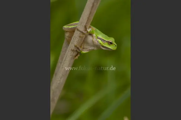 Fokus-Natur Bild