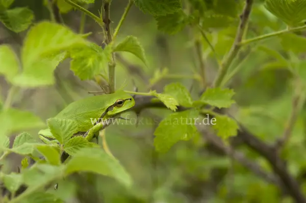 Fokus-Natur Bild