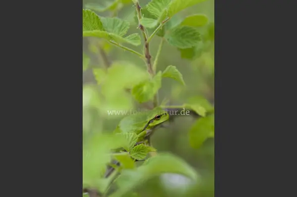 Fokus-Natur Bild
