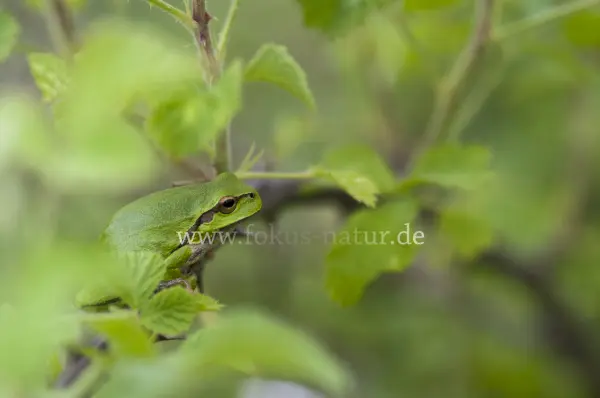 Fokus-Natur Bild