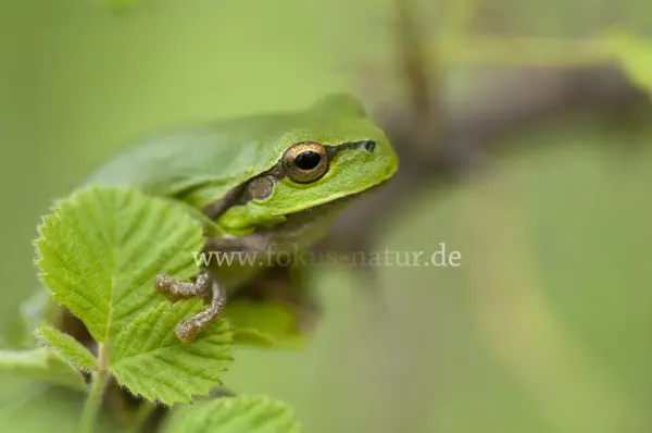 Fokus-Natur Bild
