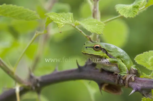 Fokus-Natur Bild