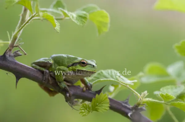 Fokus-Natur Bild