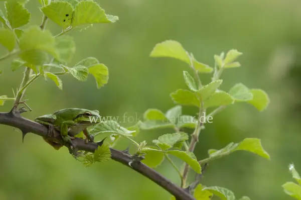 Fokus-Natur Bild