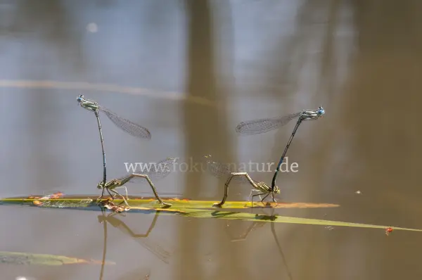 Fokus-Natur Bild