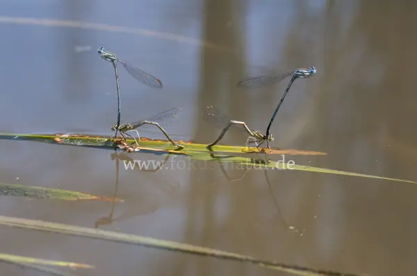 Fokus-Natur Bild