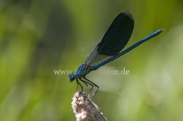 Fokus-Natur Bild
