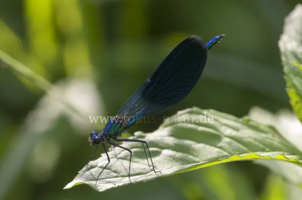 Fokus-Natur Bild