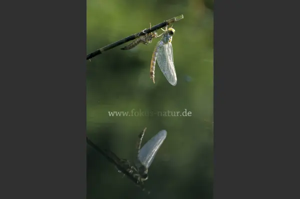 Fokus-Natur Bild