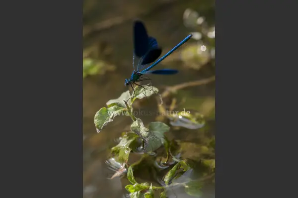 Fokus-Natur Bild