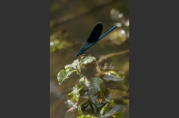 Fokus-Natur Bild
