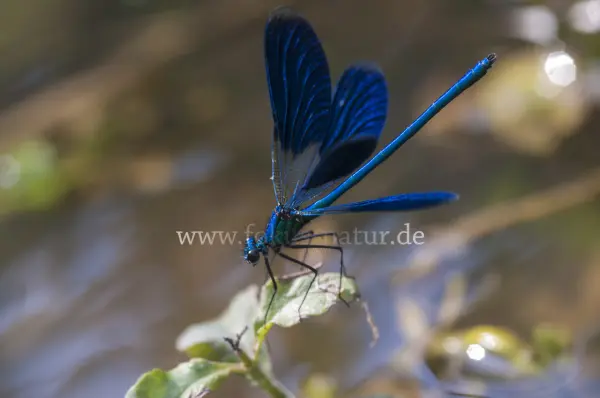 Fokus-Natur Bild
