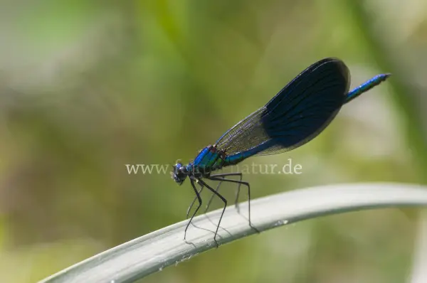 Fokus-Natur Bild