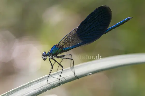 Fokus-Natur Bild