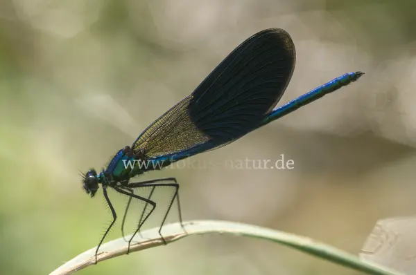 Fokus-Natur Bild