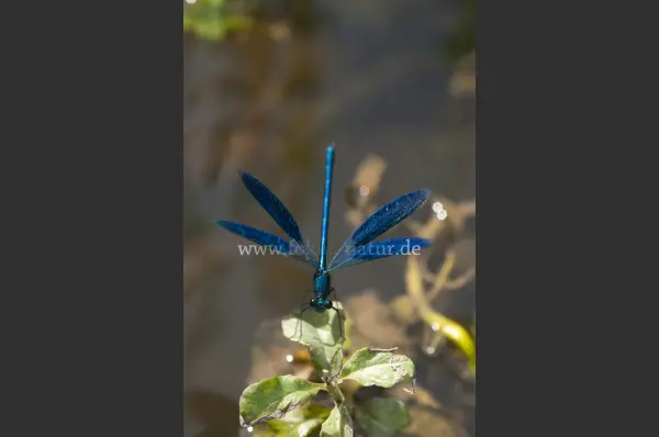 Fokus-Natur Bild