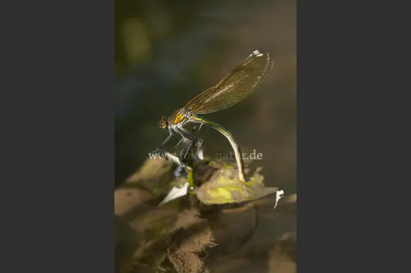 Fokus-Natur Bild