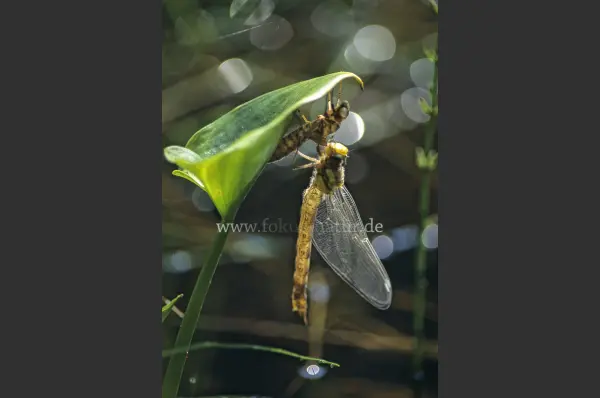 Fokus-Natur Bild