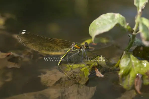 Fokus-Natur Bild