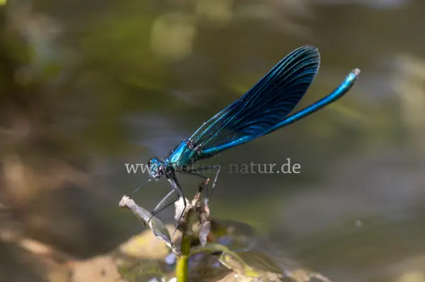 Fokus-Natur Bild