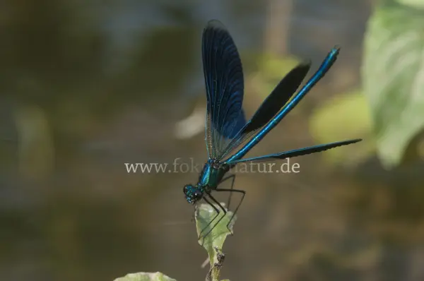 Fokus-Natur Bild