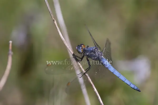 Fokus-Natur Bild
