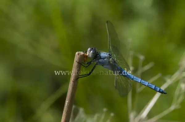 Fokus-Natur Bild