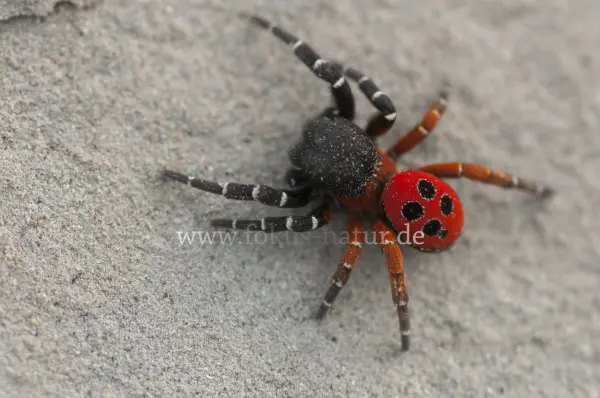 Fokus-Natur Bild