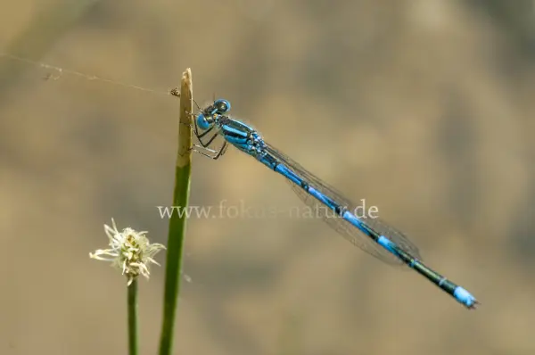 Fokus-Natur Bild