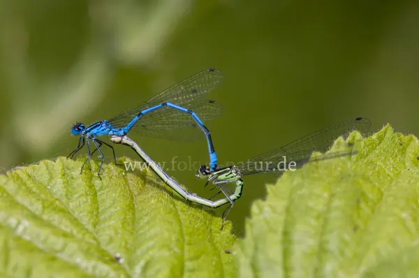Fokus-Natur Bild