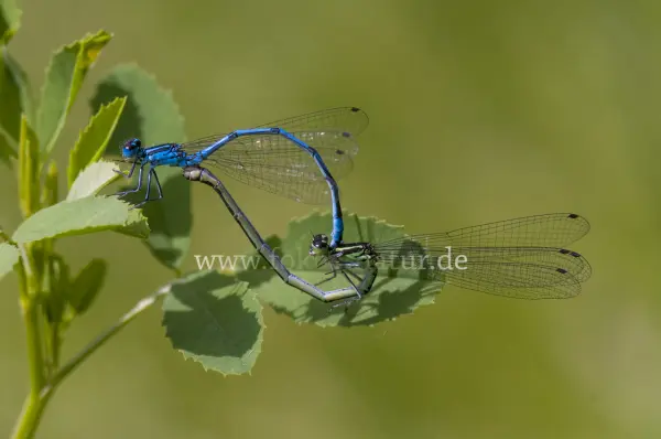 Fokus-Natur Bild
