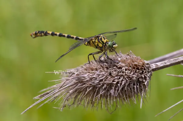 Fokus-Natur Bild