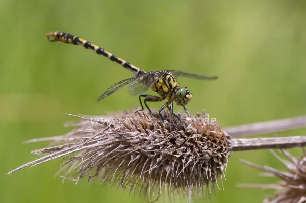 Fokus-Natur Bild