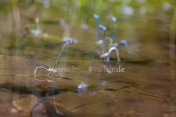 Fokus-Natur Bild