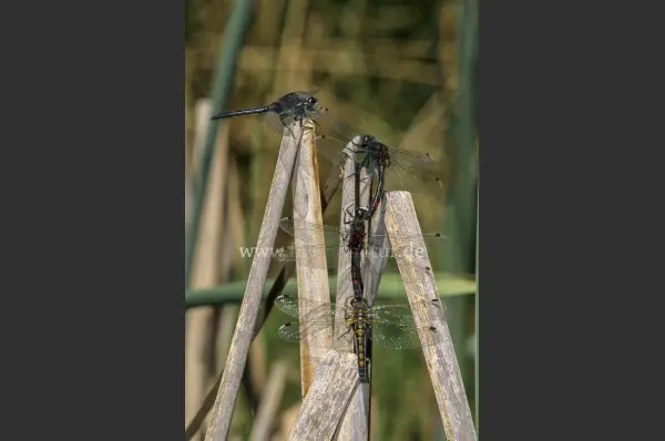 Fokus-Natur Bild